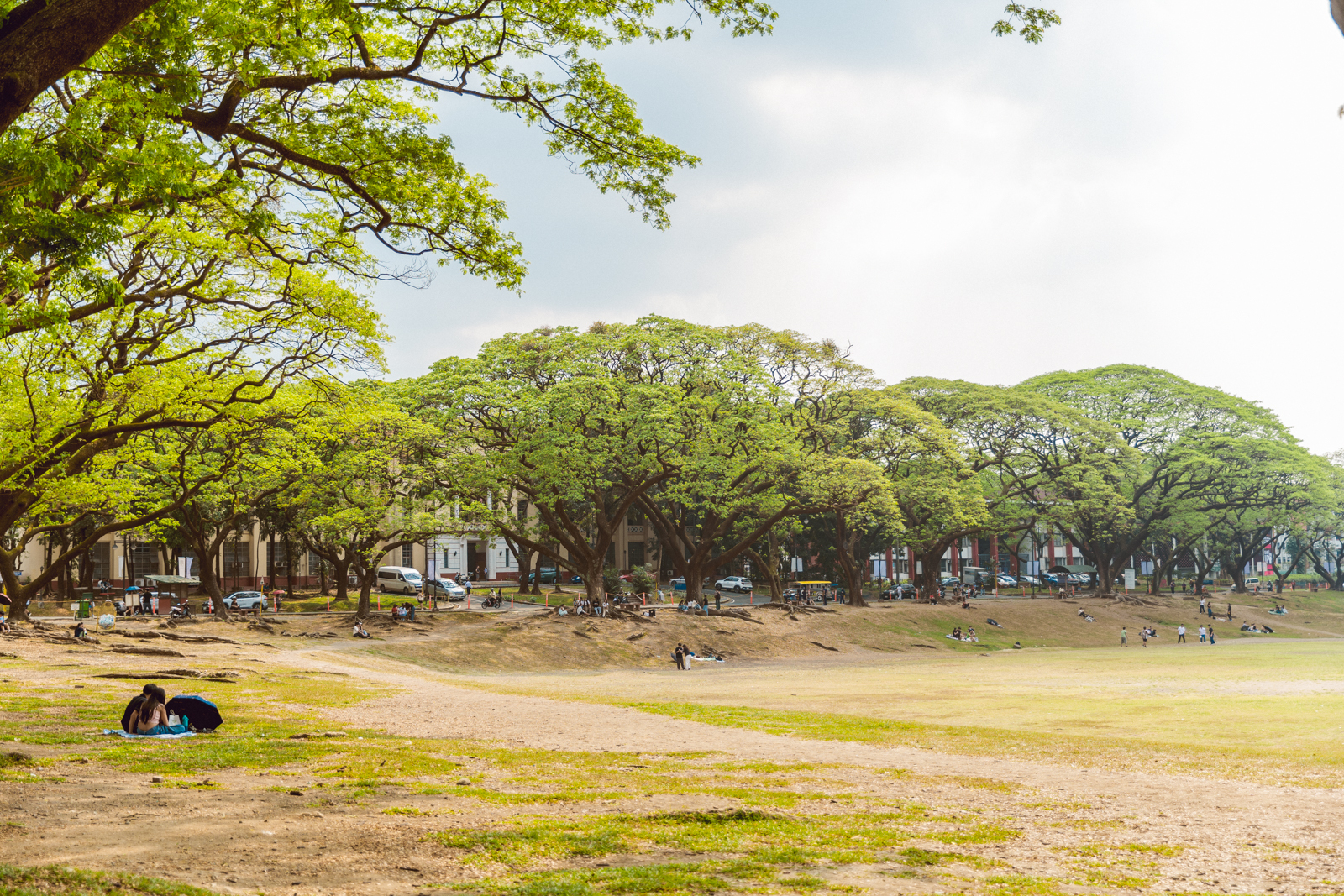 Wide view of people relaxing under large acacia trees at the University of the Philippines (UP) Sunken Garden, Diliman, Quezon City.